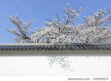 京都市春觀修寺白柵欄和櫻花山科區 84989974
