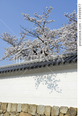 京都市春觀修寺白柵欄和櫻花山科區 84989977