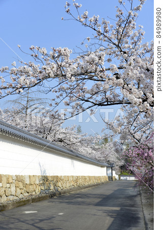 Spring Kanshuji Temple, Sakura on the approach to Yamashina Ward, Kyoto City Spring Kanshuji Temple, Sakura on the approach to Yamashina Ward, Kyoto City 84989980