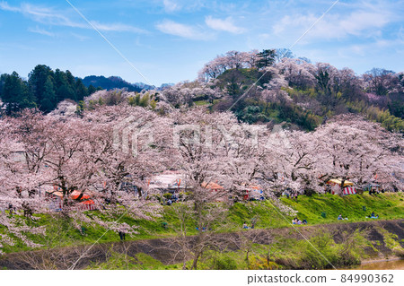 <島根縣> 檜川堤上的櫻花樹和喜月公園 <島根縣> 檜川堤上的櫻花樹和喜月公園 84990362