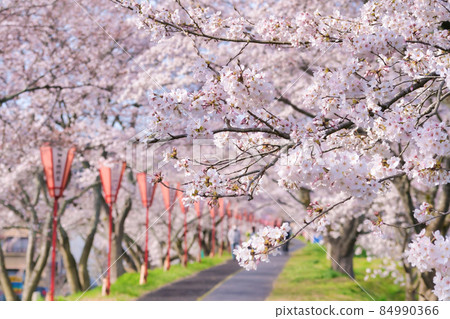 <Shimane Prefecture> A row of cherry blossom trees on the Hiikawa embankment 84990366
