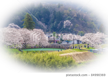 <Shimane Prefecture> Hiikawa embankment cherry blossom trees and Kunogawa bridge 84990369