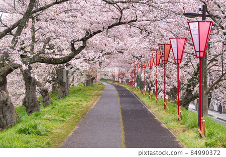 <Shimane Prefecture> A row of cherry blossom trees on the Hiikawa embankment <Shimane Prefecture> A row of cherry blossom trees on the Hiikawa embankment 84990372