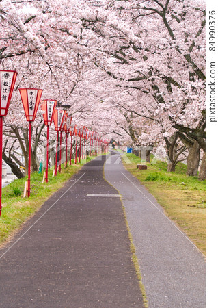 <Shimane Prefecture> A row of cherry blossom trees on the Hiikawa embankment 84990376