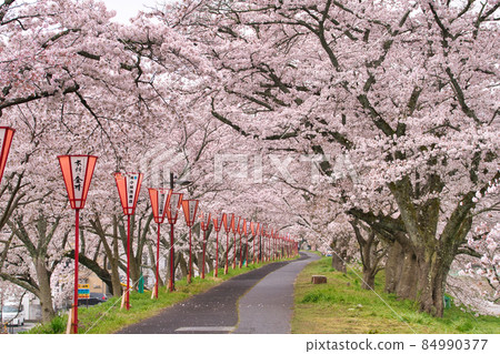 <Shimane Prefecture> A row of cherry blossom trees on the Hiikawa embankment 84990377