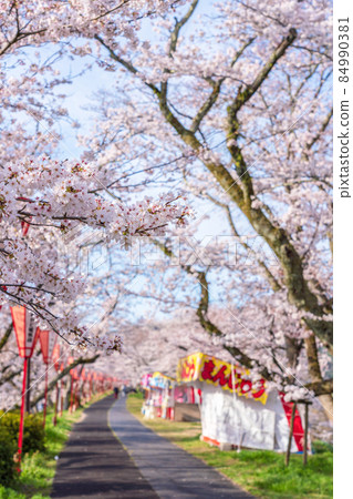 <Shimane Prefecture> A row of cherry blossom trees on the Hiikawa embankment 84990381