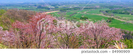 春天的十勝平原 84990909