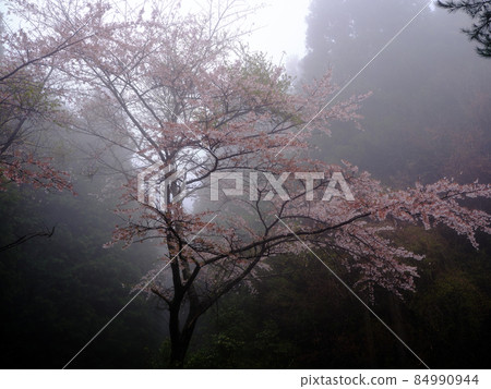 Mist and cherry blossoms Mist and cherry blossoms 84990944