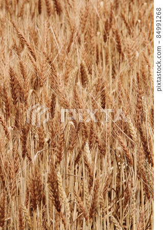 Ear of wheat Ear of wheat 84991268