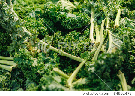 Salad background, pile of fresh green salad leaves 84991475