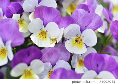 三色堇花圖案 84992013