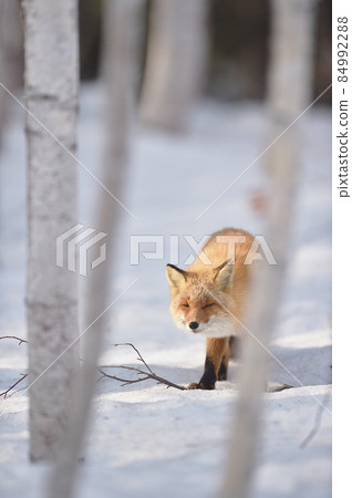 Kita fox walking in the winter forest (Hokkaido) 84992288