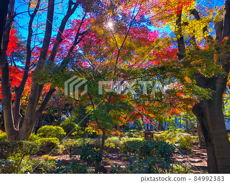東京赤坂高橋是清紀念公園的秋葉 東京赤坂高橋是清紀念公園的秋葉 84992383