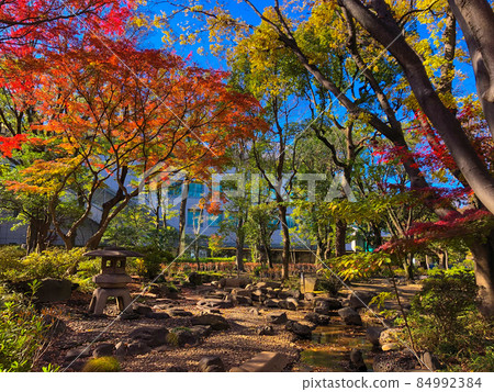 東京赤坂高橋是清紀念公園的秋葉 東京赤坂高橋是清紀念公園的秋葉 84992384
