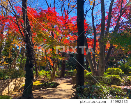 Autumn leaves in Takahashi Korekiyo Memorial Park, Akasaka, Tokyo Autumn leaves in Takahashi Korekiyo Memorial Park, Akasaka, Tokyo 84992385