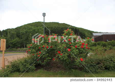 Rose Garden_Iwamizawa Park 84992443