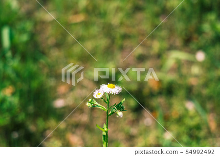 A single flower blooming in the field (Himejoon) A single flower blooming in the field (Himejoon) 84992492