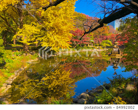 Yellow leaves in Hibiya / Hibiya Park, Tokyo 84992802