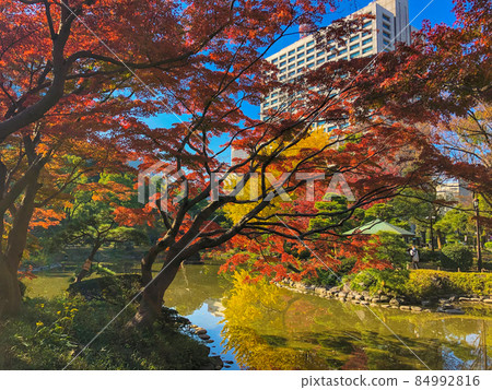 東京日比谷/日比谷公園的黃葉 84992816