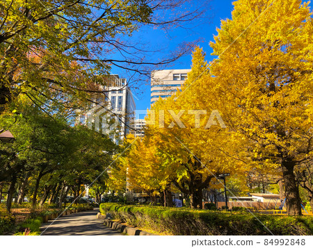 Yellow leaves in Hibiya / Hibiya Park, Tokyo 84992848