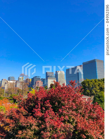 Yellow leaves in Hibiya / Hibiya Park, Tokyo 84992896