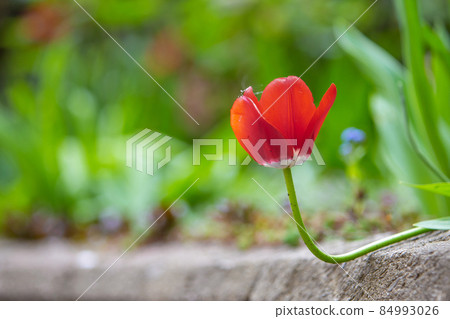 Closeup of red tulip flowers blooming in spring garden outdoors. 84993026