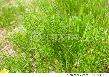 馬尾 馬尾 84993312