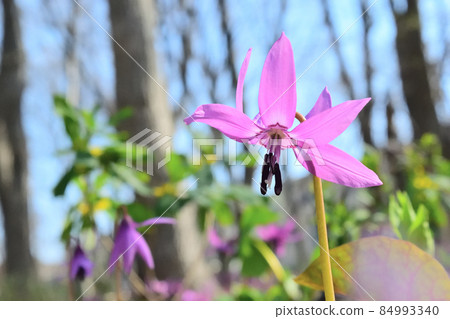 Katakuri of transmitted light 84993340