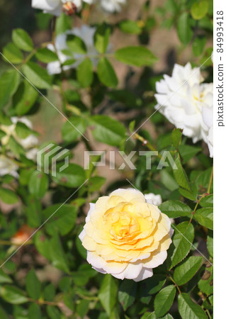 月亮精靈·玫瑰花朵 月亮精靈·玫瑰花朵 84993418