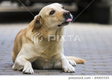Big clever light yellow brown funny dog Labrador- retriever laying in paved yard showing tongue on bright sunny day on blurred background. Guard, protection, friendship, fidelity and loyalty concept. Big clever light yellow brown funny dog Labrador- retriever laying in paved yard showing tongue on bright sunny day on blurred background. Guard, protection, friendship, fidelity and loyalty concept. 84993585
