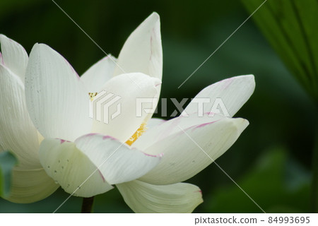 White lotus 84993695