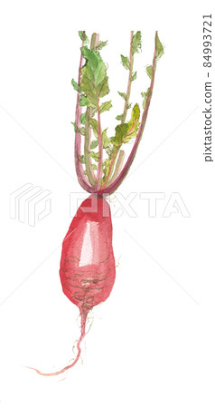 Red radish with radish leaves 84993721