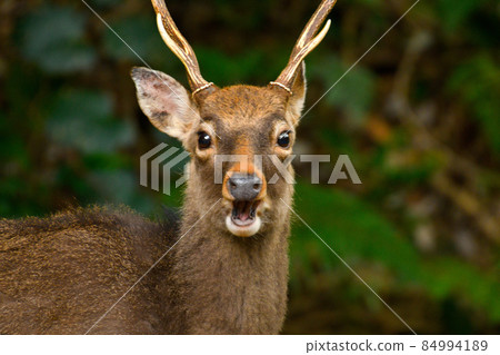 驚奇的面孔鹿 84994189