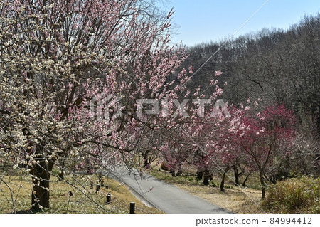 武藏山森林公園開花的開花的森林 84994412