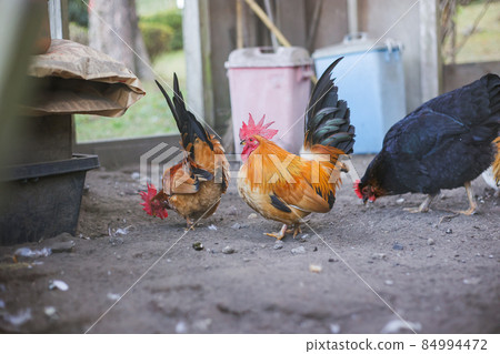 Various kinds of chickens [Japanese livestock industry] 84994472