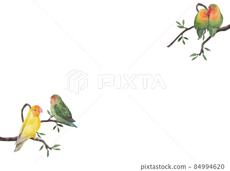 Macaw parrot bird watercolor frame png 84994620