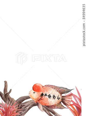 flower horn ciclid fish watercolor frame png flower horn ciclid fish watercolor frame png 84994635