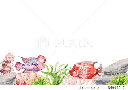 flower horn ciclid fish watercolor frame png flower horn ciclid fish watercolor frame png 84994642