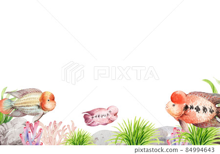 flower horn ciclid fish watercolor frame png flower horn ciclid fish watercolor frame png 84994643