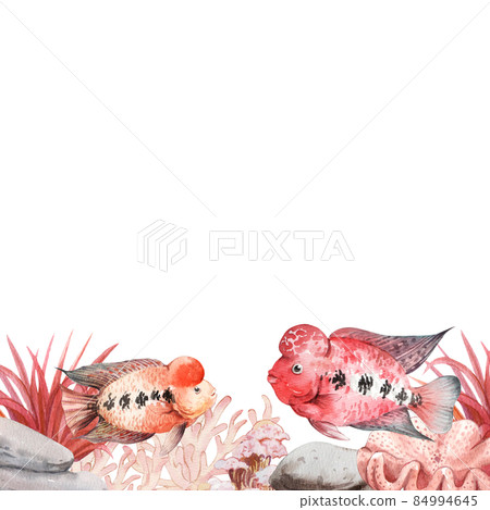 flower horn ciclid fish watercolor frame png flower horn ciclid fish watercolor frame png 84994645