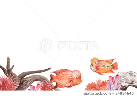 flower horn ciclid fish watercolor frame png flower horn ciclid fish watercolor frame png 84994646