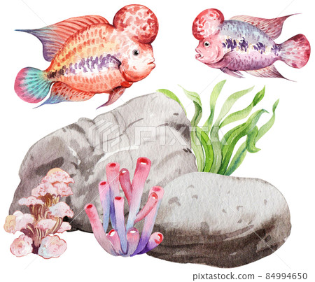 flower horn ciclid fish watercolor clipart png 84994650