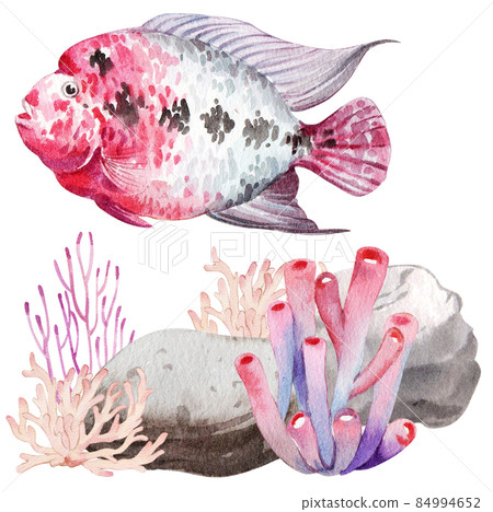 flower horn ciclid fish watercolor clipart png flower horn ciclid fish watercolor clipart png 84994652