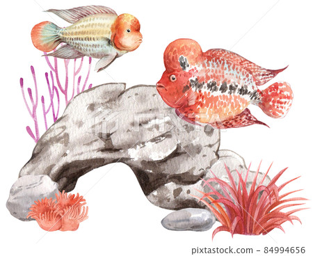 flower horn ciclid fish watercolor clipart png 84994656