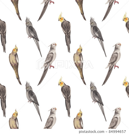 Cockatiel parrot bird watercolor pattern seamless  png 84994657