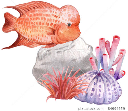 flower horn ciclid fish watercolor clipart png 84994659