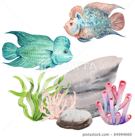 flower horn ciclid fish watercolor clipart png flower horn ciclid fish watercolor clipart png 84994660