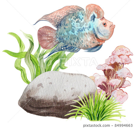 flower horn ciclid fish watercolor clipart png flower horn ciclid fish watercolor clipart png 84994663