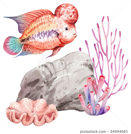 flower horn ciclid fish watercolor clipart png flower horn ciclid fish watercolor clipart png 84994665