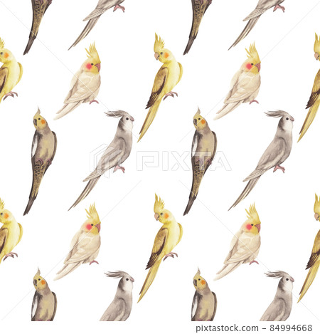 Cockatiel parrot bird watercolor pattern seamless  png 84994668